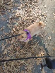 Reunited Female Dog last seen Near Reilly St, Henrico, VA 23231, USA, Henrico, VA 23231