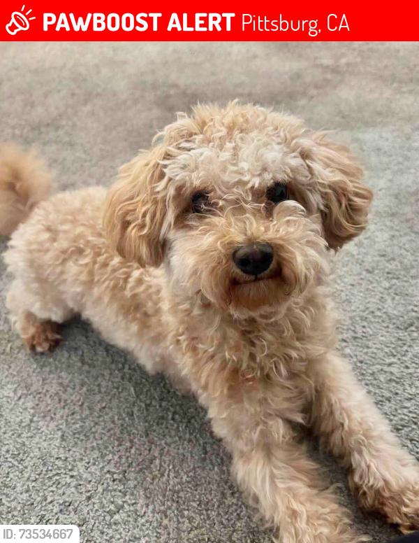 Lost Male Dog last seen Northwood court, Pittsburg, CA 94565
