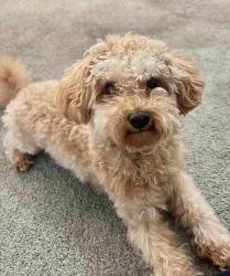 Lost Male Dog last seen Northwood court, Pittsburg, CA 94565