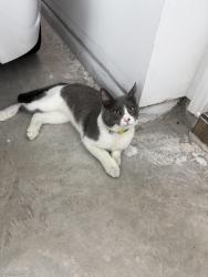 Reunited Unknown Cat last seen Near saffron field ln spring Texas 77373, Spring, TX 77373