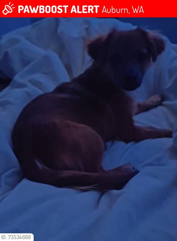 Lost Female Dog last seen Near 28th Place Southeast Auburn, Washington, Auburn, WA 98002