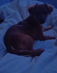 Lost Female Dog last seen Near 28th Place Southeast Auburn, Washington, Auburn, WA 98002