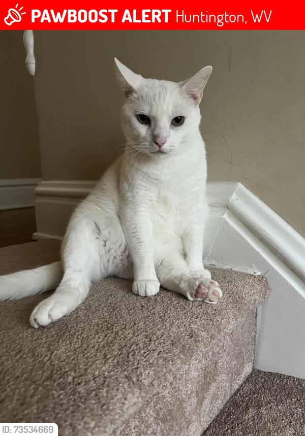 Lost Male Cat last seen 4th St/13th Ave, Huntington, WV 25701