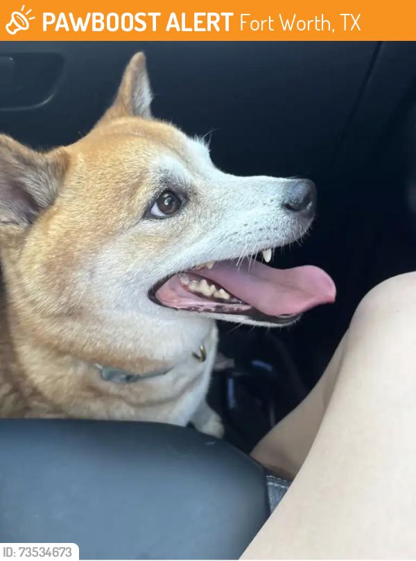 Found/Stray Male Dog last seen Granbury Road and Sycamore School Rd, Fort Worth, TX 76132