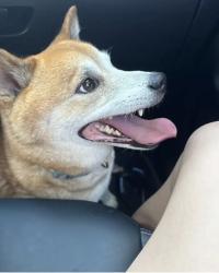 Found/Stray Male Dog last seen Granbury Road and Sycamore School Rd, Fort Worth, TX 76132