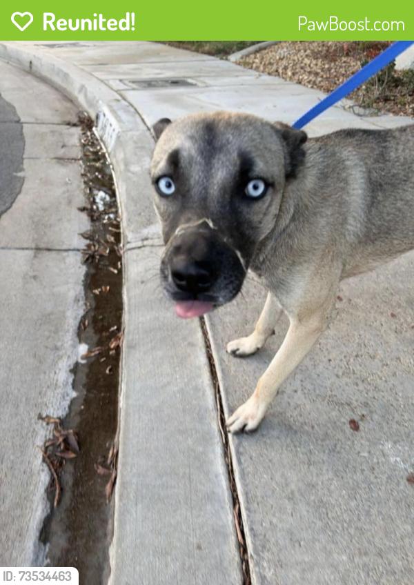 Reunited Unknown Dog last seen 3850-B E Avenue S, Palmdale, CA 93550, USA, Palmdale, CA 93551