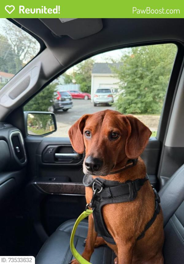 Reunited Male Dog last seen the sea grape (local bar), Fairfield, CT 06824