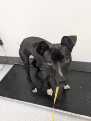 Shelter Stray Female Dog last seen 34th St and Adeline St, Oakland, CA, 1101 29th Ave, Oakland, CA 94601, USA
