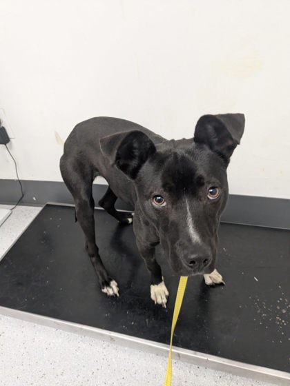Shelter Stray Female Dog last seen 34th St and Adeline St, Oakland, CA, 1101 29th Ave, Oakland, CA 94601, USA
