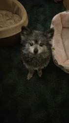 Reunited Female Dog last seen Near E Crestone Ave, South Salt Lake, UT 84115, USA, South Salt Lake, UT 84115