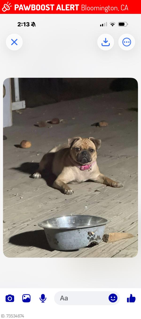 Lost Female Dog last seen Valley View & San Bernardino off linden Ave, Bloomington, CA 92316