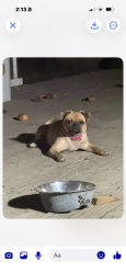 Lost Female Dog last seen Valley View & San Bernardino off linden Ave, Bloomington, CA 92316