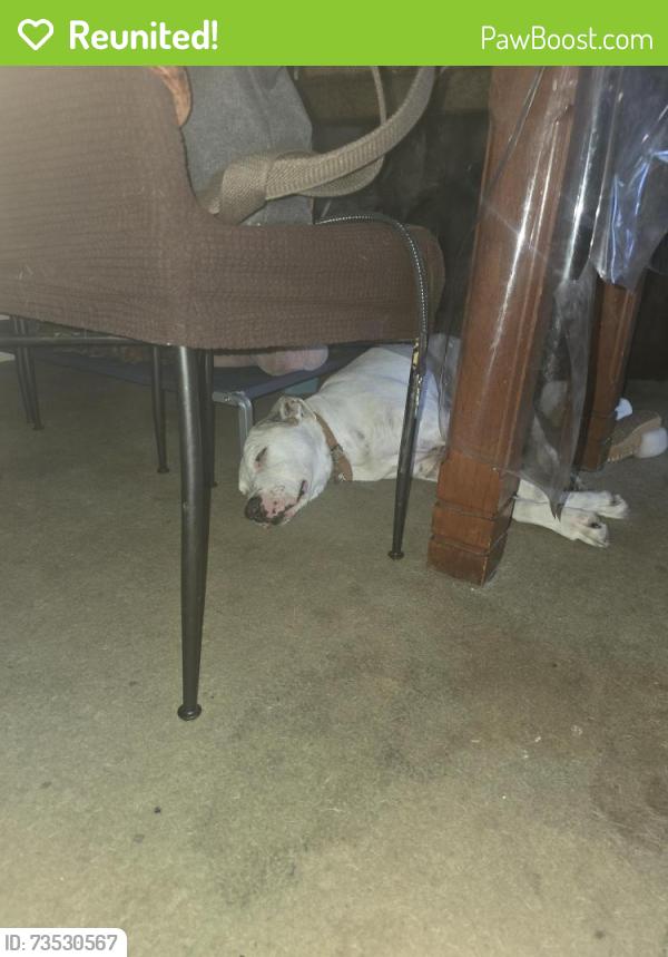 Reunited Male Dog last seen I was told he was taken to the pound, rang twice and he isn't there, Seaford, VIC 3198