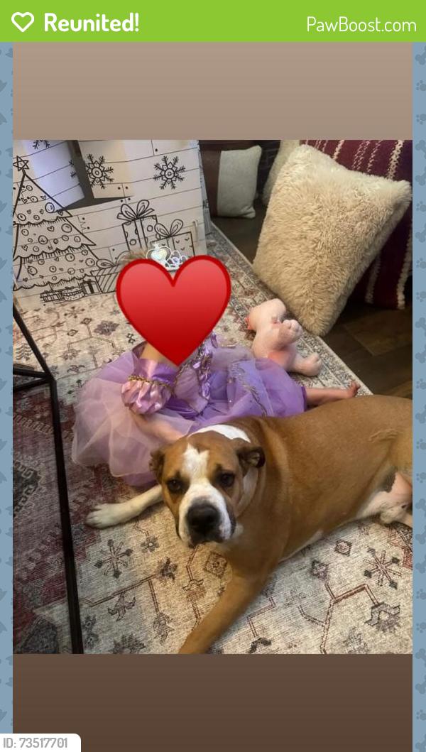 Reunited Male Dog last seen Humble Ave, Midland, TX 79705, USA, Midland, TX 79705
