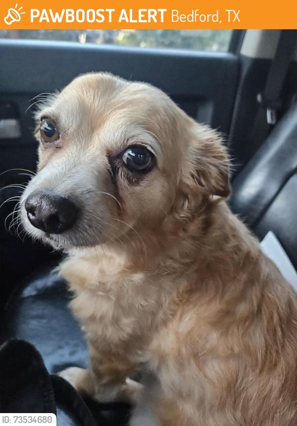 Found/Stray Male Dog last seen Bedford road/Cheekspargee, Bedford, TX 76022