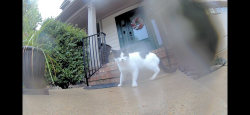Found/Stray Unknown Cat last seen Hampton Park and Majors cup, Fuquay-Varina, NC 27526
