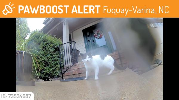Found/Stray Unknown Cat last seen Hampton Park and Majors cup, Fuquay-Varina, NC 27526