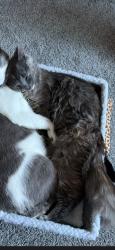 Reunited Female Cat last seen Pennsylvania ave, Lansing, MI 48910
