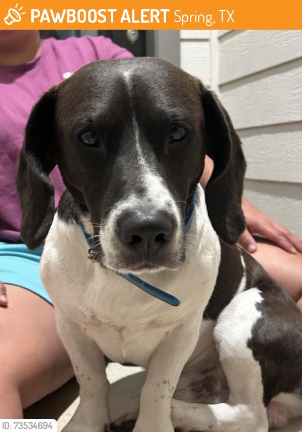 Found/Stray Male Dog last seen Bury park, Spring, TX 77373