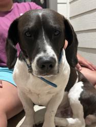 Found/Stray Male Dog last seen Bury park, Spring, TX 77373