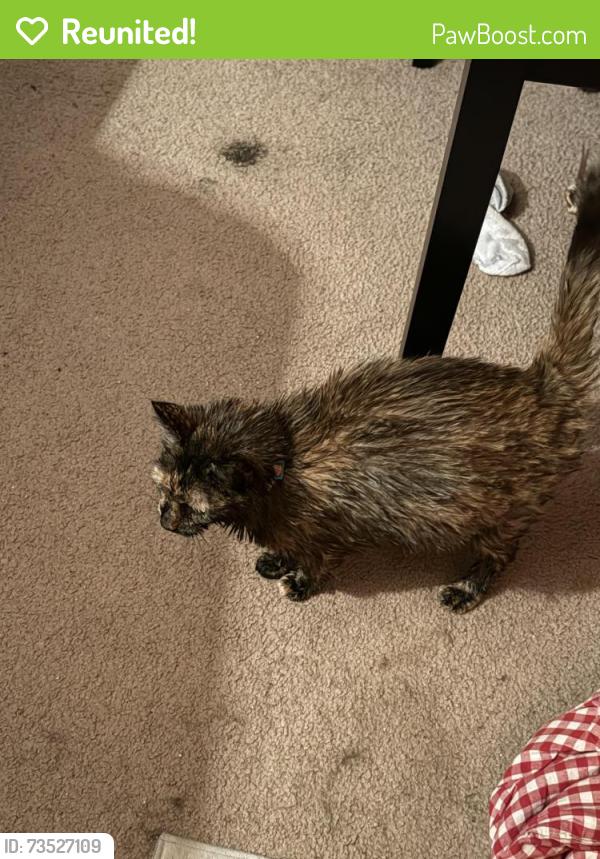Reunited Female Cat last seen Talbot Canyon Rd, Oklahoma City, OK 73162