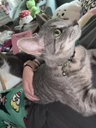 Reunited Female Cat last seen Near e c st, Belleville, IL 62226