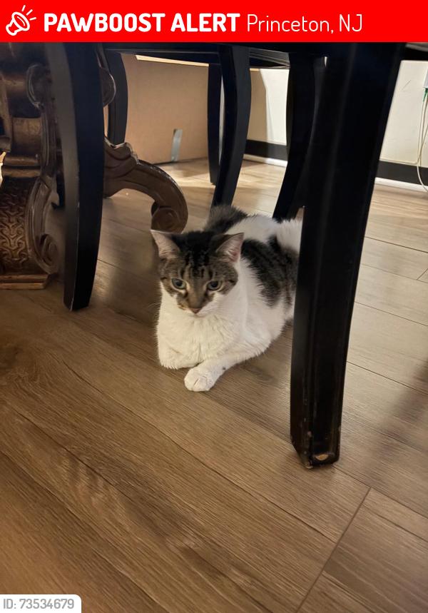 Lost Female Cat last seen Witherspoon Princeton, Princeton, NJ 08540