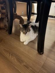 Lost Female Cat last seen Witherspoon Princeton, Princeton, NJ 08540