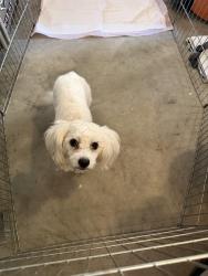 Found/Stray Male Dog last seen Oakland, Hemet, CA 92583