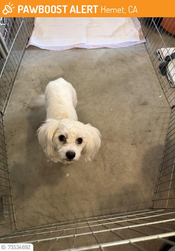 Found/Stray Male Dog last seen Oakland, Hemet, CA 92583