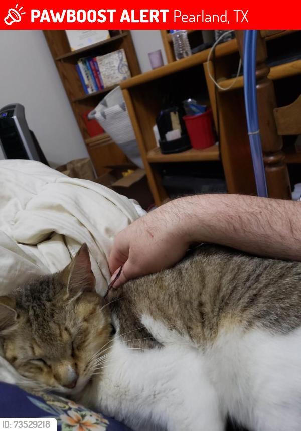 Lost Female Cat last seen Near Sentore Dr. Pearland Tx 77581, Pearland, TX 77089