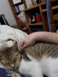 Lost Female Cat last seen Near Sentore Dr. Pearland Tx 77581, Pearland, TX 77089