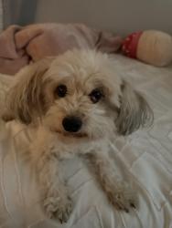 Reunited Female Dog last seen Wigwam Pecos, Henderson, NV 89074