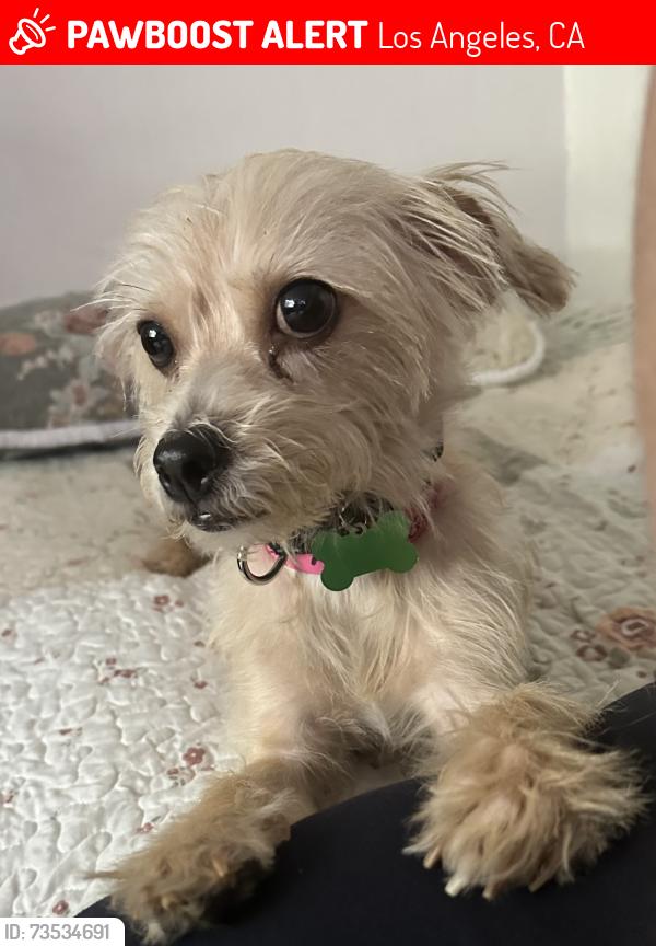 Lost Female Dog last seen Sherman way Sepulveda or Victory Sepulveda, Los Angeles, CA 91411