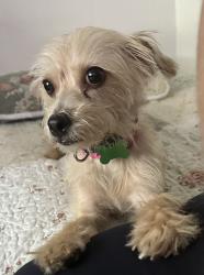 Lost Female Dog last seen Sherman way Sepulveda or Victory Sepulveda, Los Angeles, CA 91411