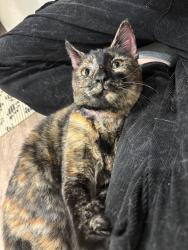 Found/Stray Female Cat last seen J and K Auction Service, Flint, TX 75762