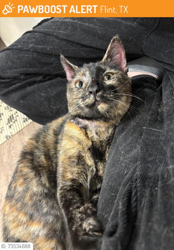Found/Stray Female Cat last seen J and K Auction Service, Flint, TX 75762