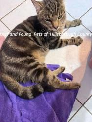 Found/Stray Female Cat last seen Bannockburn and Dundee, Tampa, FL 33617