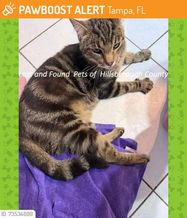 Found/Stray Female Cat last seen Bannockburn and Dundee, Tampa, FL 33617