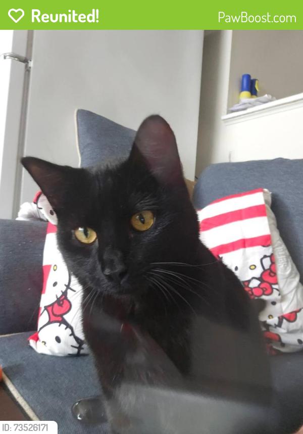 Reunited Male Cat last seen Greenville mall, Greenville, NC 27858