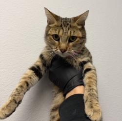 Shelter Stray Female Cat last seen Near Madera Street, San Diego, CA, 92114, 5500 Gaines St, San Diego, CA 92110, USA