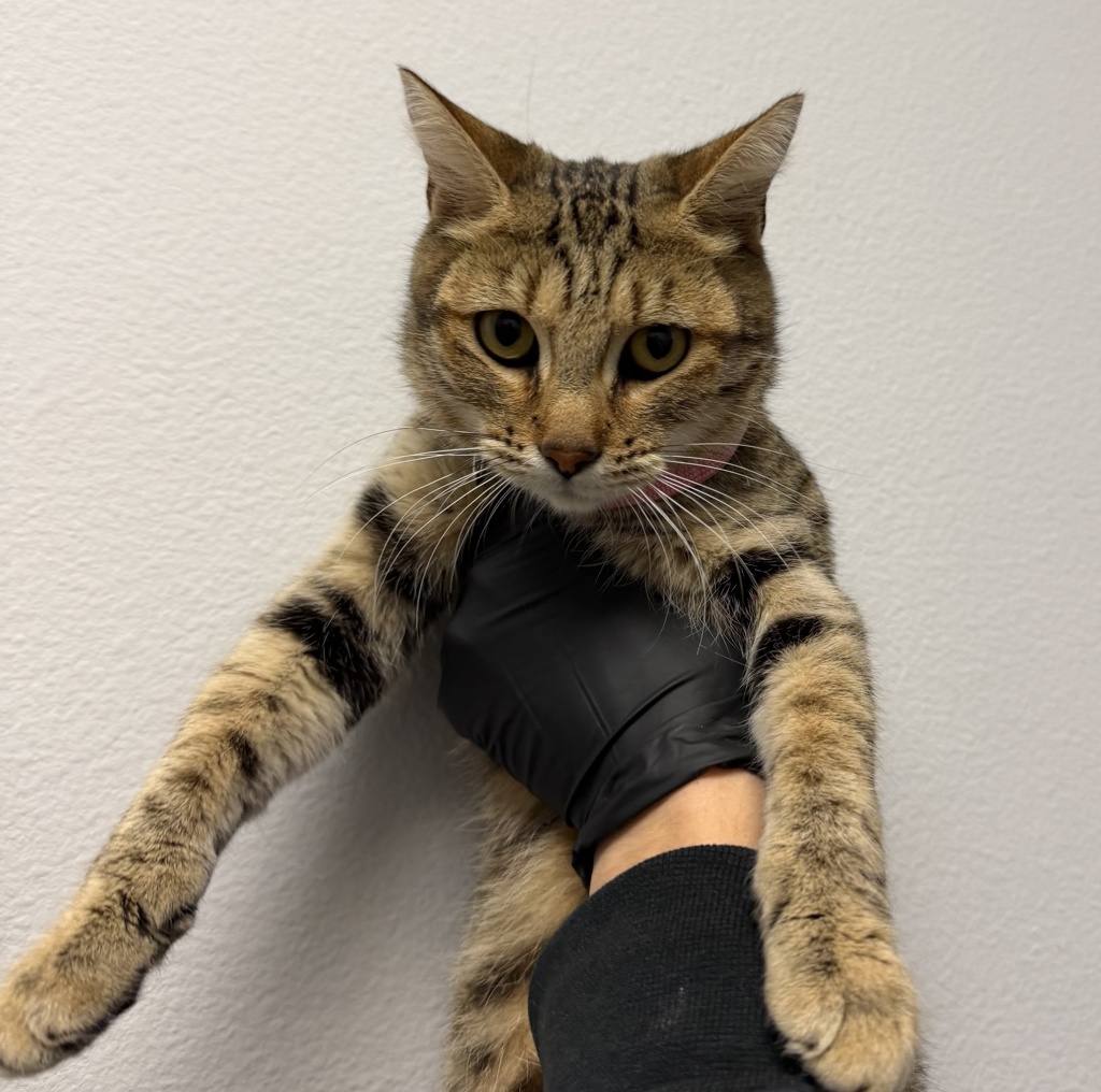 Shelter Stray Female Cat last seen Near Madera Street, San Diego, CA, 92114, 5500 Gaines St, San Diego, CA 92110, USA