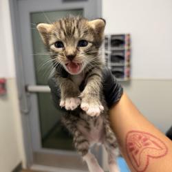 Shelter Stray Female Cat last seen Near Madera Street, San Diego, CA, 92114, 5500 Gaines St, San Diego, CA 92110, USA