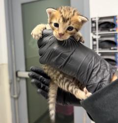 Shelter Stray Female Cat last seen Near Madera Street, San Diego, CA, 92114, 5500 Gaines St, San Diego, CA 92110, USA