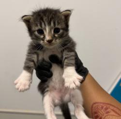 Shelter Stray Female Cat last seen Near Madera Street, San Diego, CA, 92114, 5500 Gaines St, San Diego, CA 92110, USA