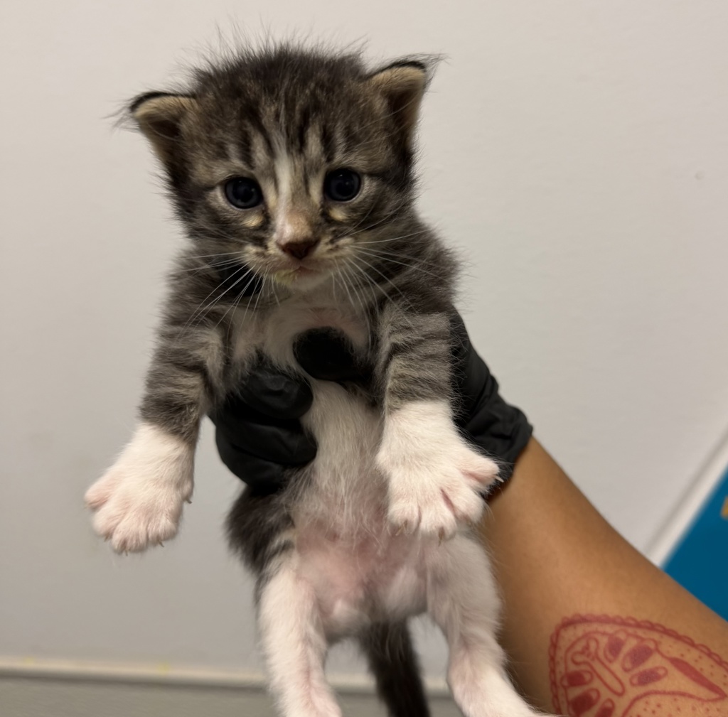 Shelter Stray Female Cat last seen Near Madera Street, San Diego, CA, 92114, 5500 Gaines St, San Diego, CA 92110, USA