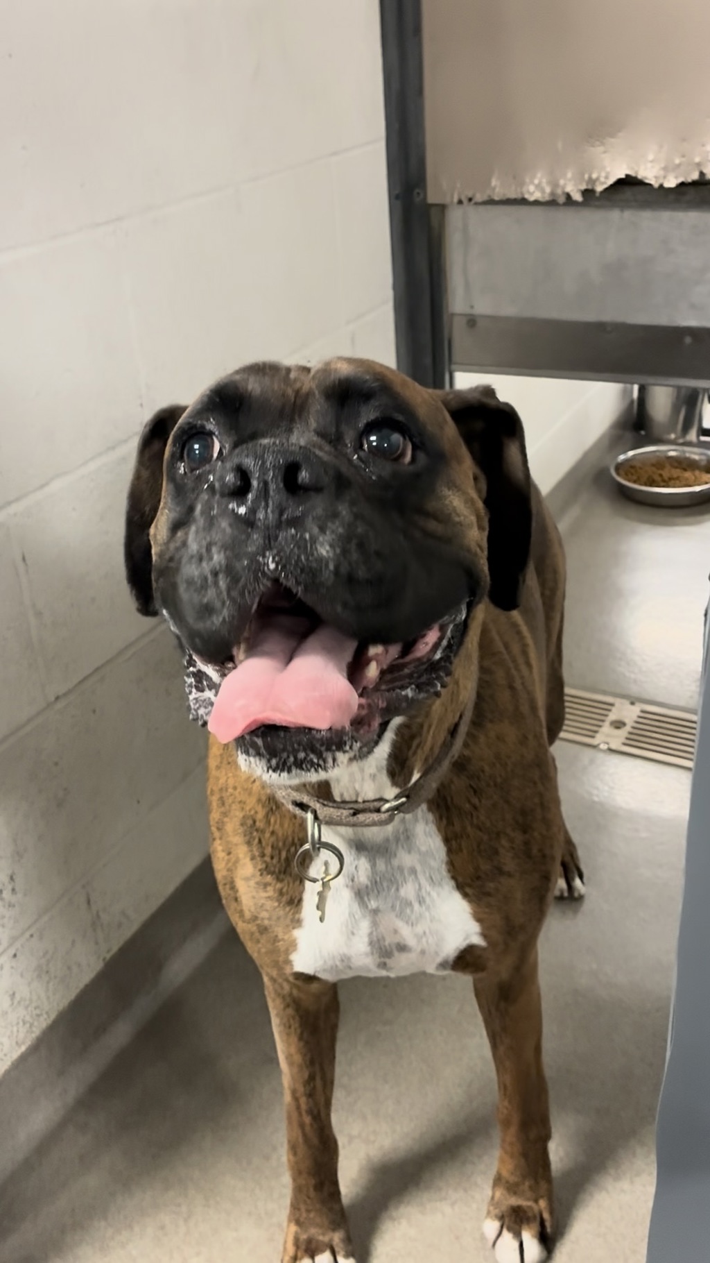 Shelter Stray Male Dog last seen UT, 511 W 3900 S, Salt Lake City, UT 84123, USA