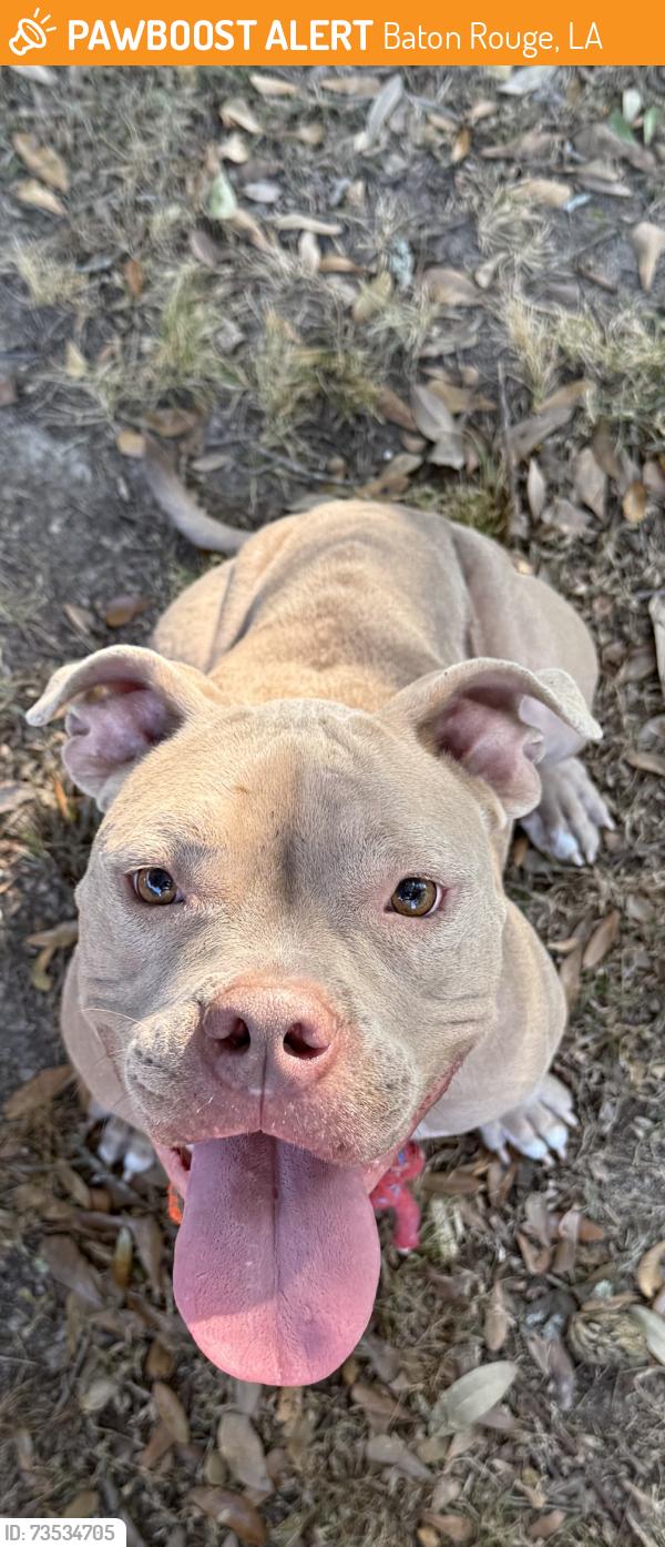 Found/Stray Male Dog last seen Park Forest Subdivision, Baton Rouge, LA 70814