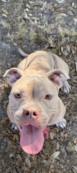 Found/Stray Male Dog last seen Park Forest Subdivision, Baton Rouge, LA 70814