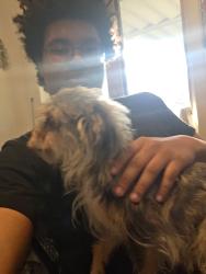 Reunited Male Dog last seen 4th and laurel, Springfield, IL 62703